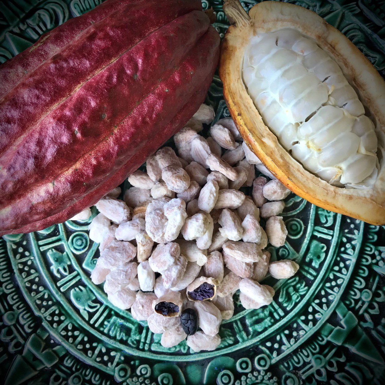 fresh cacao seeds for planting wet cocoa seeds NoniLand Freeze-Dried Cacao Beans with Pulp 1/2 lb. (8 oz)